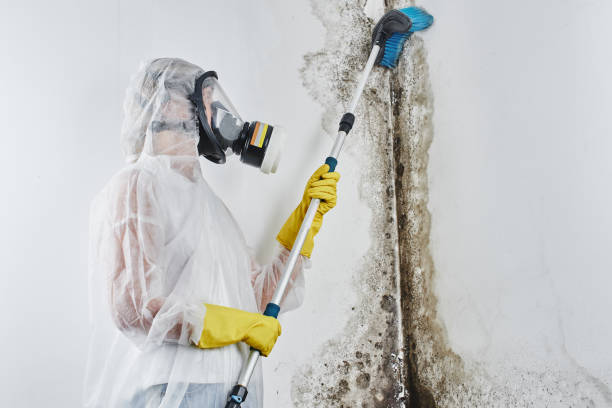 Professional Mold Removal in Loughman, FL