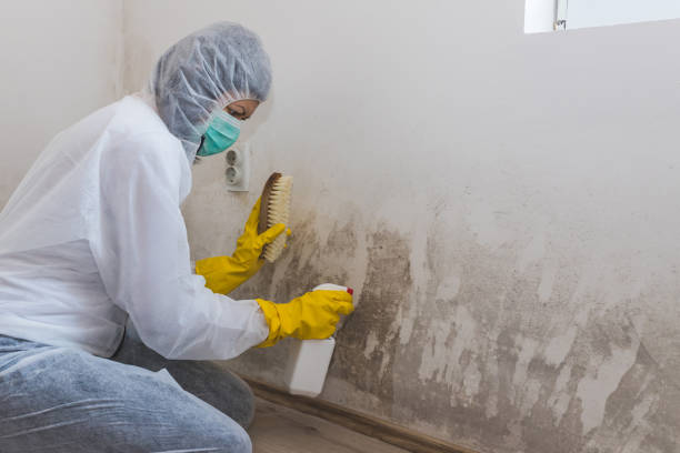 Best Attic Mold Removal  in Loughman, FL