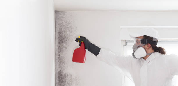 Best Attic Mold Removal  in Loughman, FL