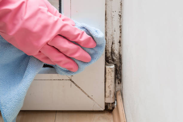 Best Local Mold Removal Service  in Loughman, FL