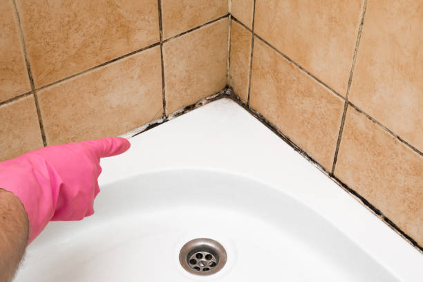Mold Removal Process in Loughman, FL